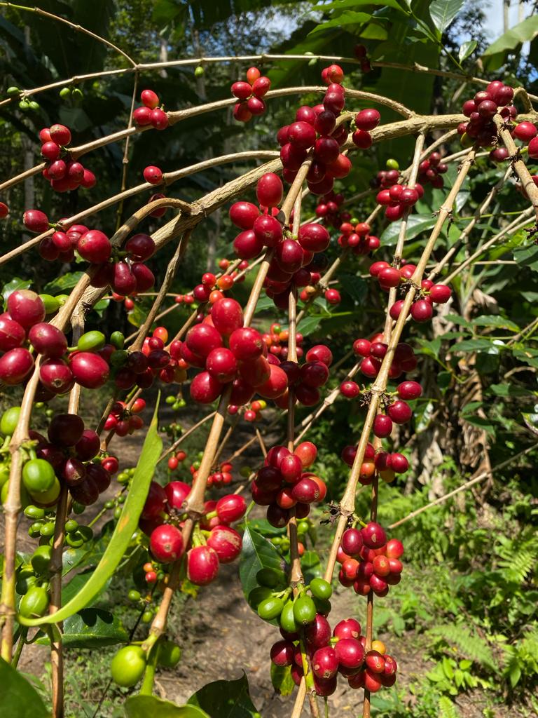 Pepe Jijon - Flower Child Coffee