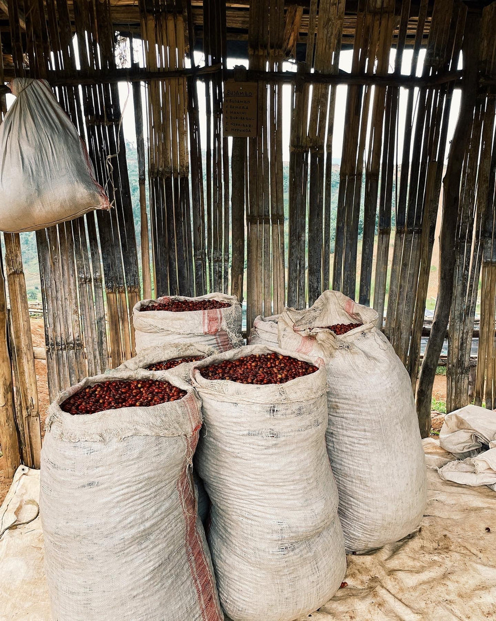 Busambo - Red Bourbon - FLOWER CHILD COFFEE