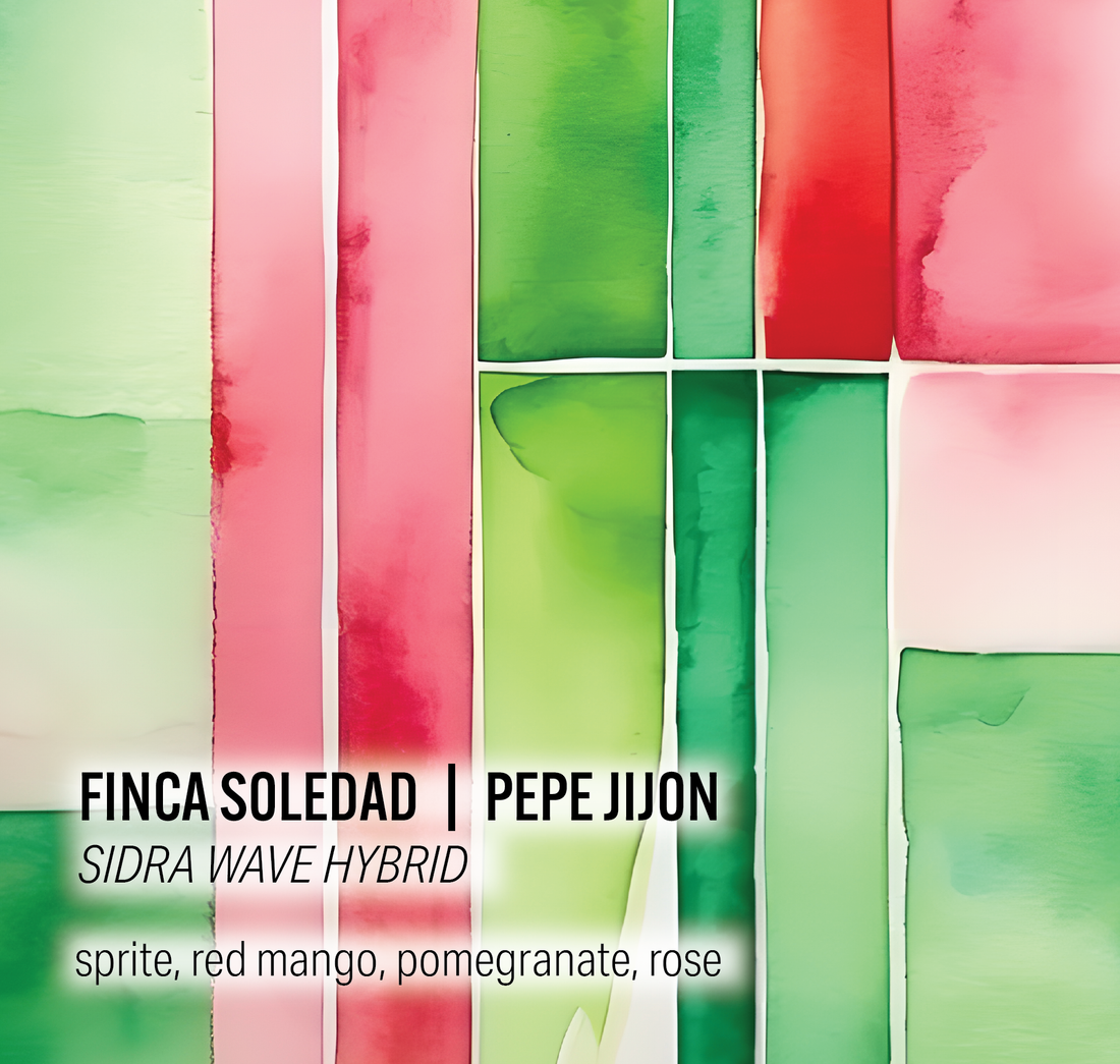 SIDRA WAVE HYBRID Pepe Jijon - Moonwake Coffee Roasters