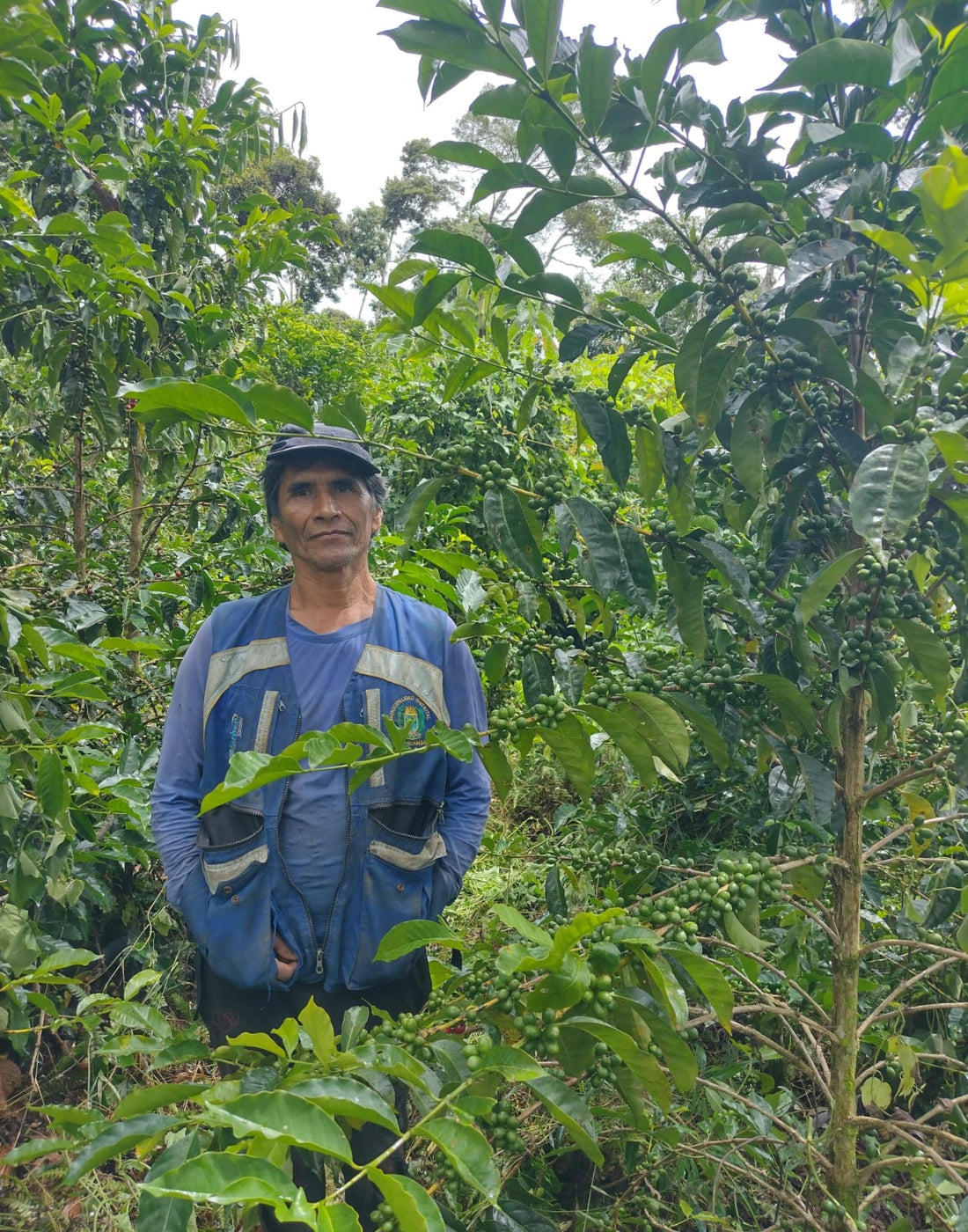 Joaquín Lipa - Bourbon - FLOWER CHILD COFFEE