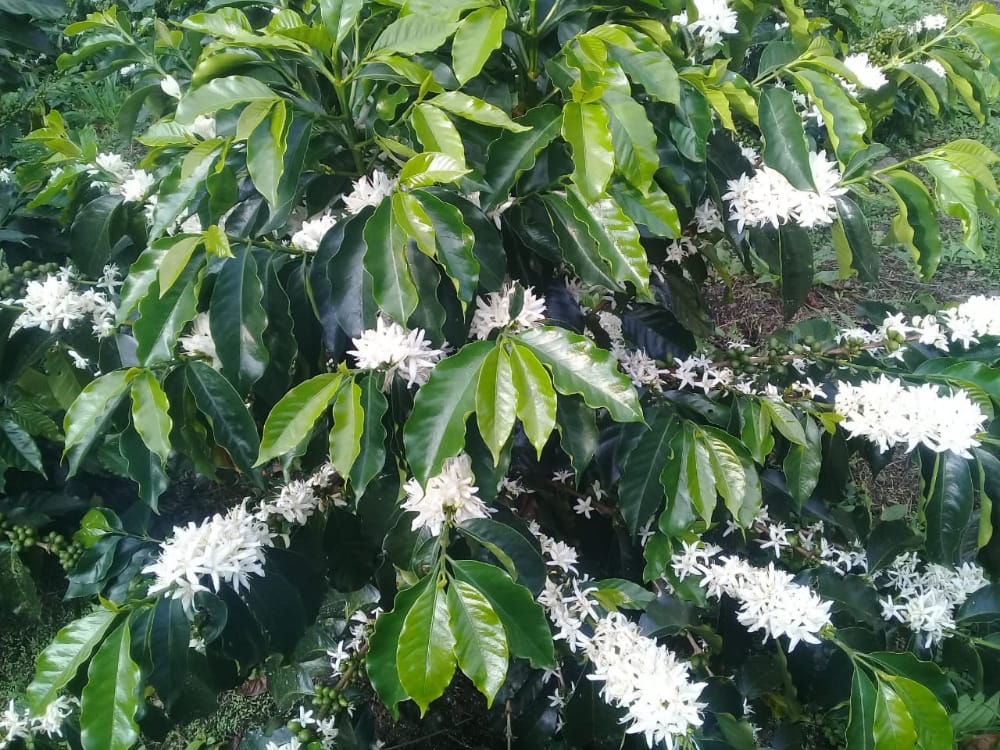 Erick Bravo - Pink Bourbon - FLOWER CHILD COFFEE