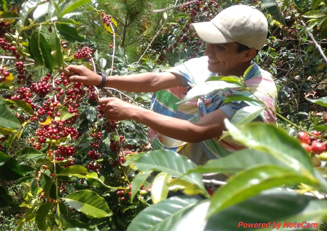 Roberto Flores - Gesha - FLOWER CHILD COFFEE