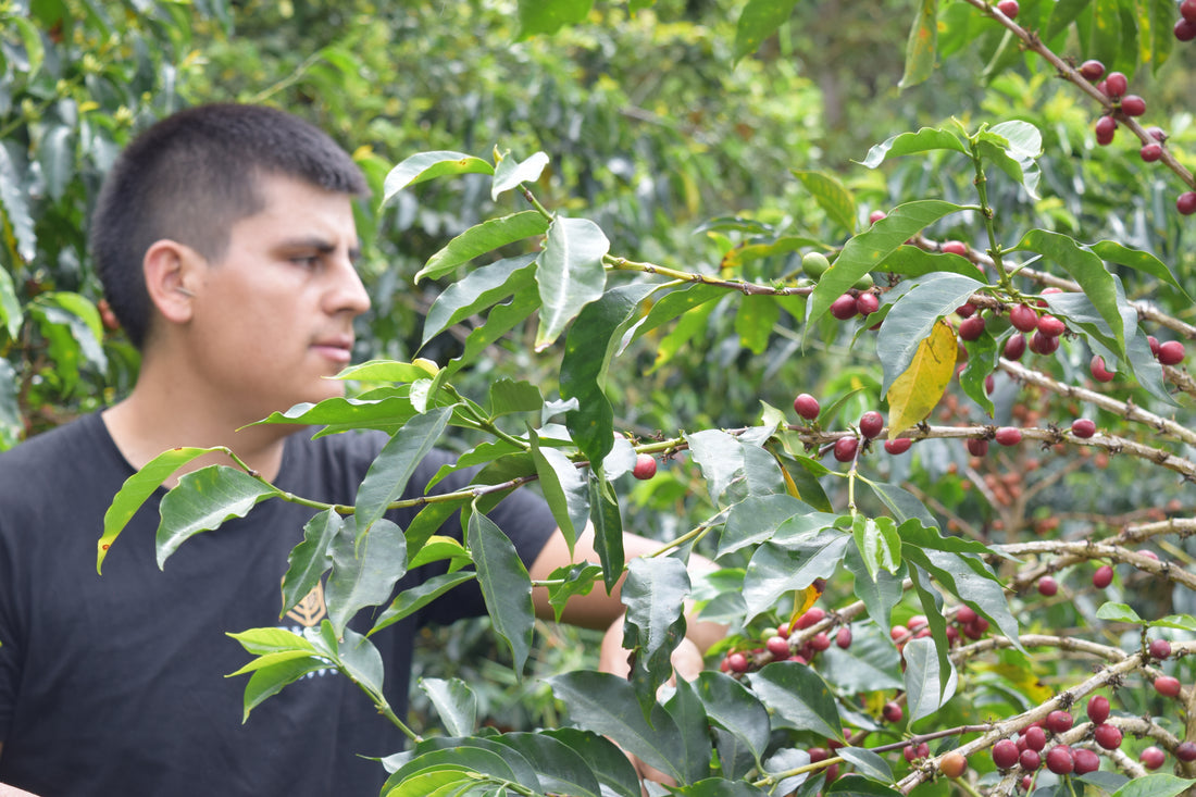 Villa Pastora Washed Ají Bourbon - Moonwake Coffee Roasters