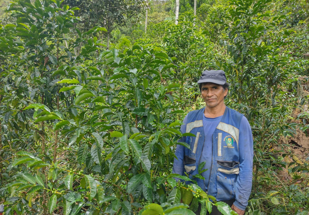 Joaquín Lipa - Bourbon - FLOWER CHILD COFFEE
