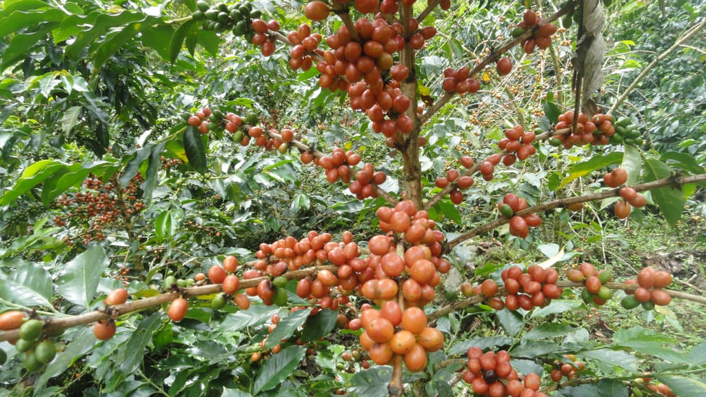 Erick Bravo - Pink Bourbon - FLOWER CHILD COFFEE