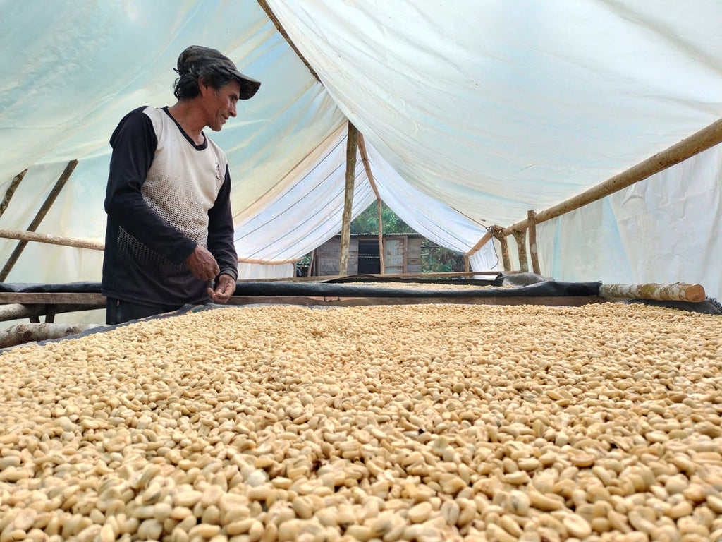 Joaquín Lipa - Bourbon - FLOWER CHILD COFFEE