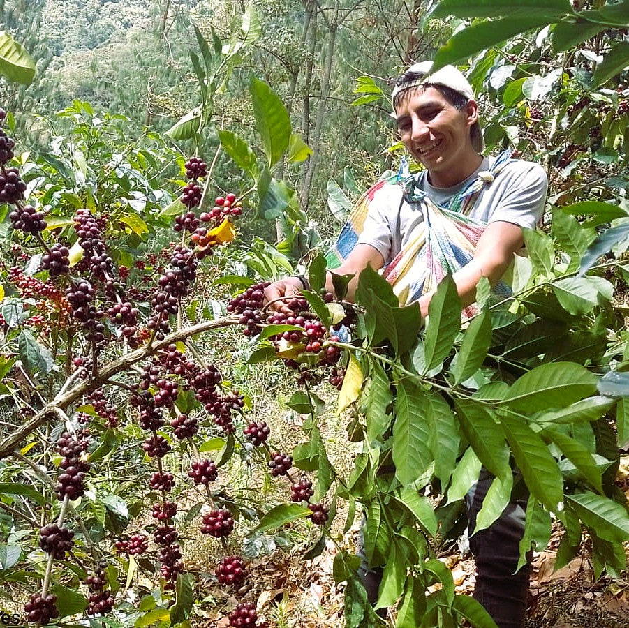 Roberto Flores - Gesha - FLOWER CHILD COFFEE