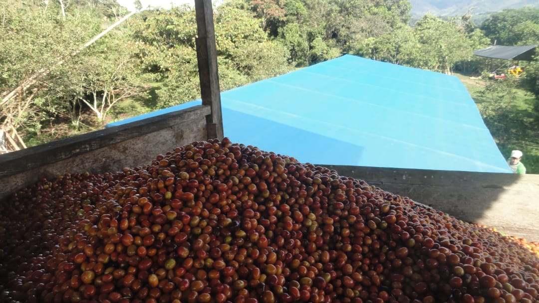 Erick Bravo - Pink Bourbon - FLOWER CHILD COFFEE