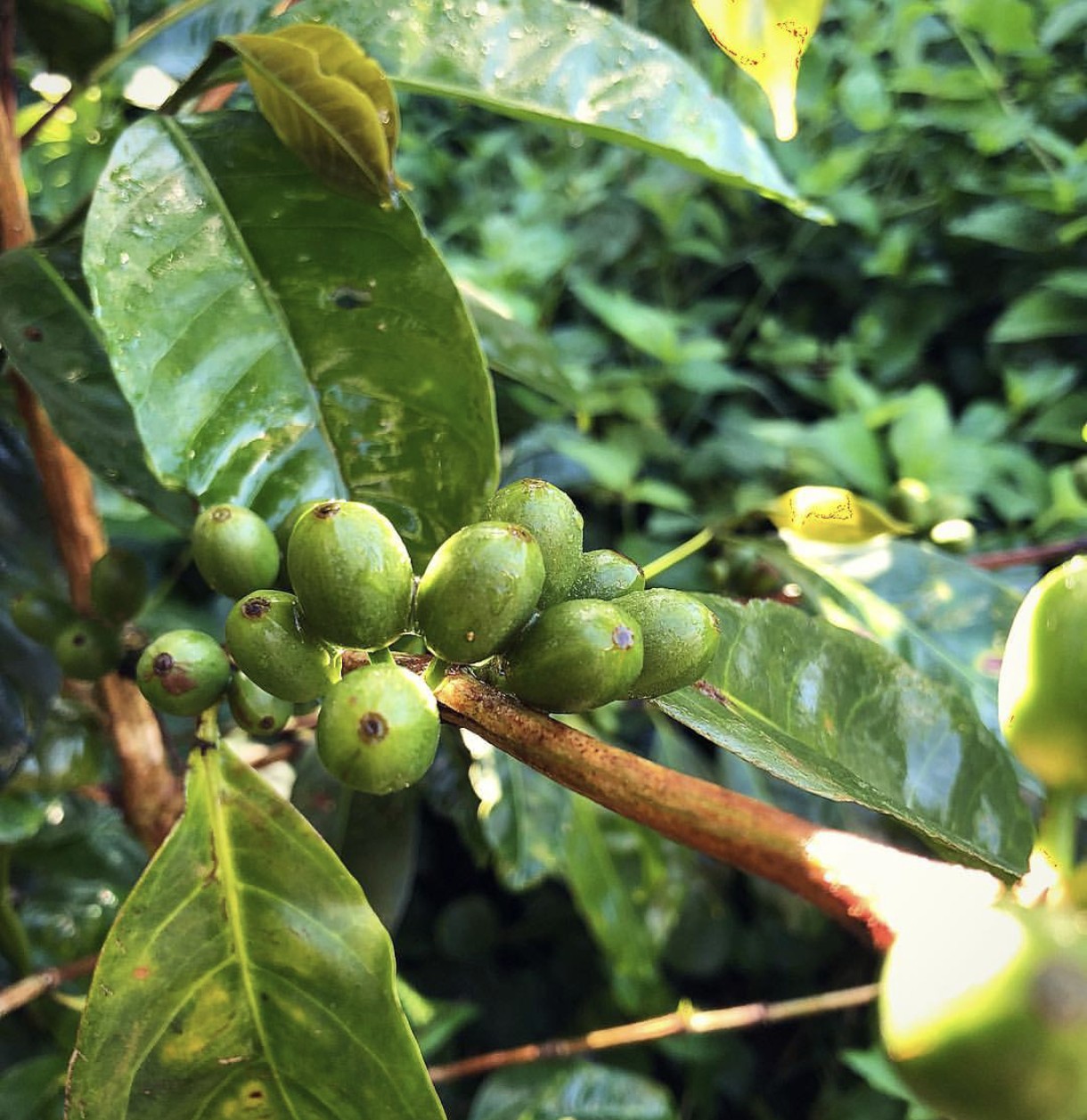 Finca El Destino Lot 4 CWF-N - Coffee With Dongze