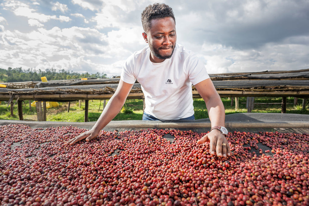 Alo Bona Zuria Gute Station Washed Landrance - Moonwake Coffee Roasters