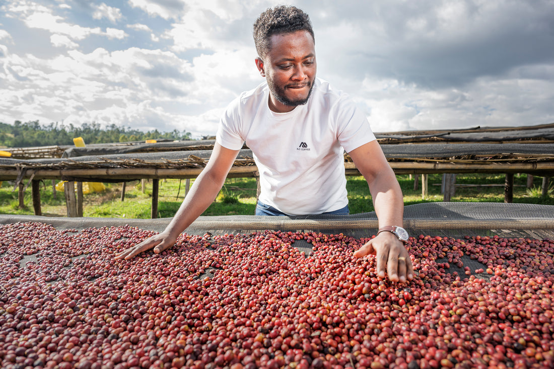 Alo Bona Zuria Gute Station Washed Landrance - Moonwake Coffee Roasters