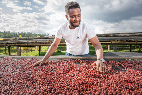 Alo Bona Zuria Gute Station Washed Landrance - Moonwake Coffee Roasters
